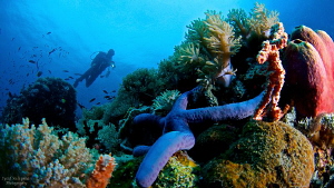 UW scenery with diver by Iyad Suleyman 